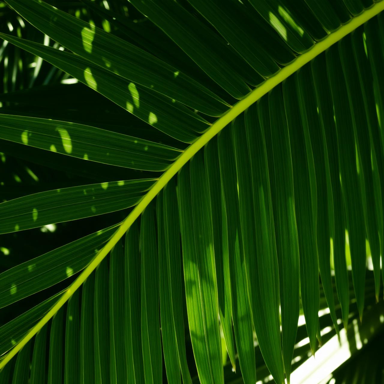 Tropical palm leaf